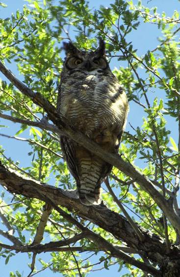 Owl in Davids Garden